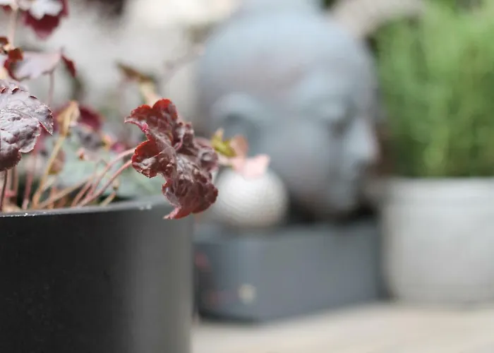 Junior The Backyard Tby 01 Treviri