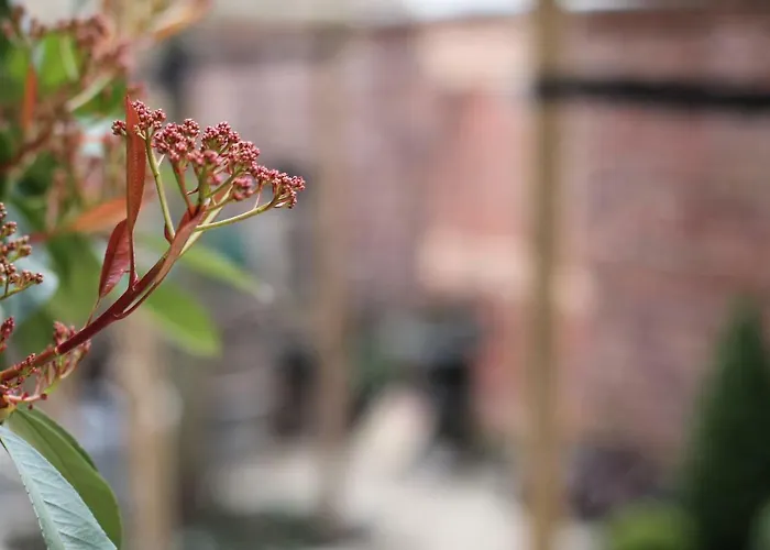 Apartment Junior The Backyard Tby 01